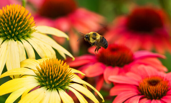 A large Bumblebee flying through an Echinacea or Coneflower garden filled with colorful red and yellow flowers looking to pollinate.