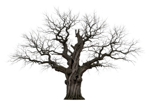 Imposing, ancient gnarled european oak tree with skeleton-like leafless branches isolated against a solid gray studio background. asset capture style. dramatic eerie natural form concept - Powered by Adobe