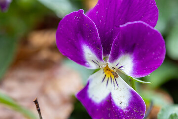 Viola Flower from the Violet Family, Symbol of Family Happiness