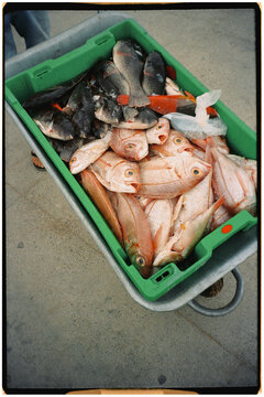 Wheelbarrow loaded with a plastic container full of fresh fish