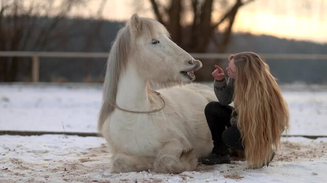 Gentle winter scene of a young woman playing with her white Icelandic gelding as he shows small tricks, expressing trust bonding and horsemanship