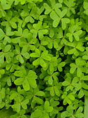 Fresh Green Clover Leaves with Morning Dew