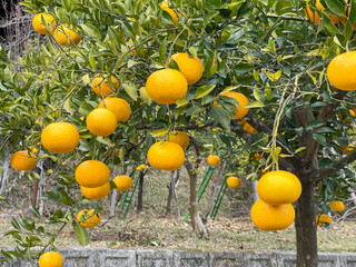 山の麓で育つミカンの木になるたくさんの実