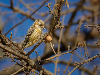 木の実を見つめる愛らしいコゲラ