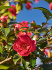 冬の青空に映える美しい山茶花