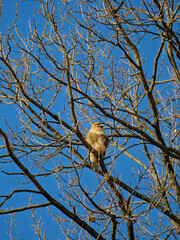 冬晴れの空に映える孤高のトンビ