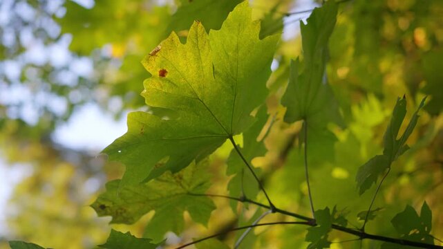 Close-up of vibrant green maple leaves illuminated by warm sunlight. Soft backlighting reveals delicate leaf texture and veins, creating a peaceful and natural atmosphere.