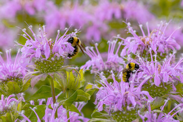 Golden Northern Bumblebees pollinating within a Pink Bee Balm garden filled with blooming flowers. © Susan Hodgson