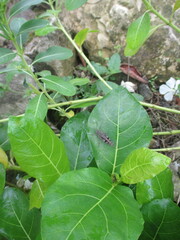a wild plant whose name is unknown grows on a pile of rocks