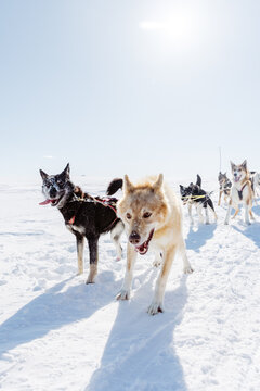 sleddog leaders eager to go