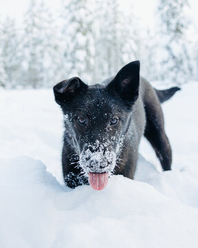 a black alaskanhusky eating snow