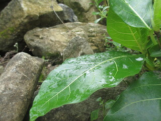 a wild plant whose name is unknown grows on a pile of rocks