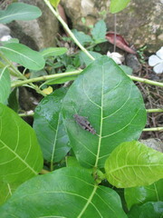 a wild plant whose name is unknown grows on a pile of rocks