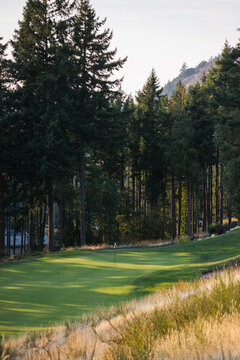 Quiet golf course greens framed by tall pines and late afternoon