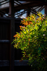 鎌倉2615　本覚寺1　南天