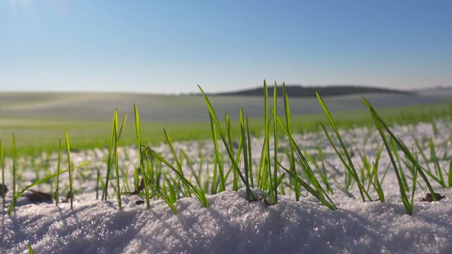 Green grass peeks through snow in a field under bright sunlight. The landscape shows a mix of winter and spring elements in one view