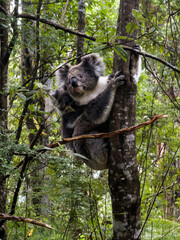 Koala and Baby Joey on Eucalyptus Tree, Great Ocean Road, Victoria, Australia