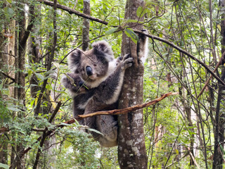 Koala and Baby Joey on Eucalyptus Tree, Great Ocean Road, Victoria, Australia