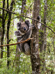 Koala and Baby Joey on Eucalyptus Tree, Great Ocean Road, Victoria, Australia