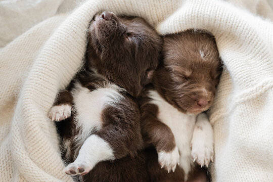 Australian kelpie x collie puppies focus on nose and paws