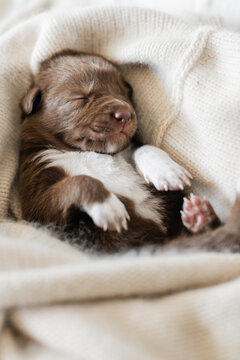 3 week old puppy sleeping soundly
