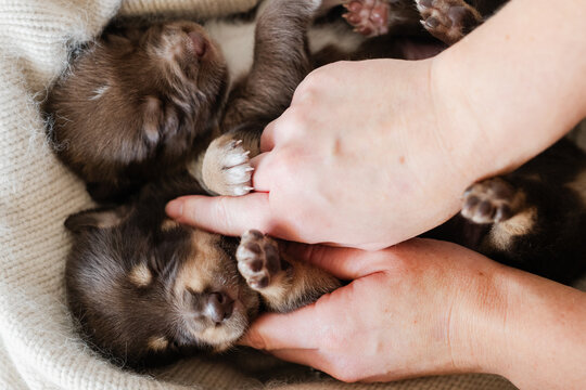 hands carress a 3 week old pup to calm it 