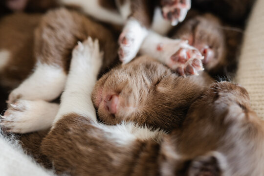 puppies entangled as they sleep