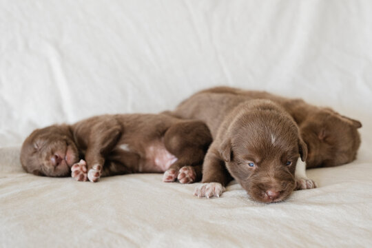 puppy taking first steps 