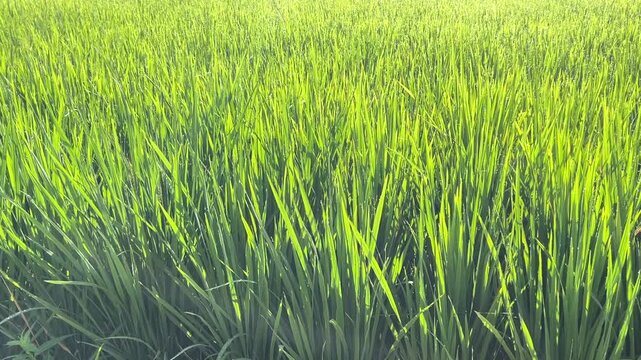 peaceful rice field landscape