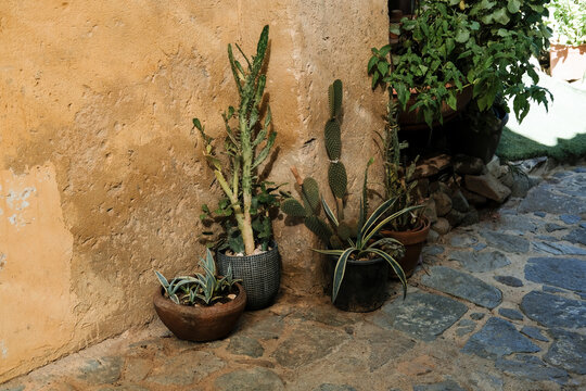 Cacti and Succulents by a Rustic Wall in a Garden Setting