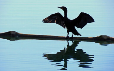 Cormorant, a glossy black, long-necked diving bird known for fishing and drying its wings with spread wings