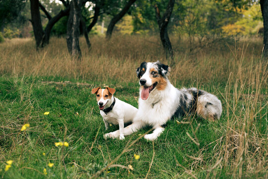 Two pets dogs in the autumn forest.