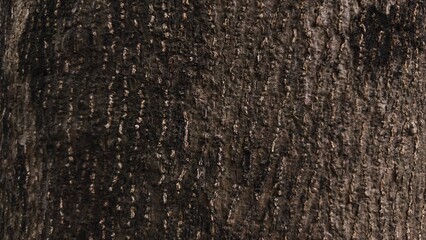 Texture of tree bark close up detail