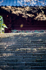 鎌倉2515　妙本寺6　落ち葉