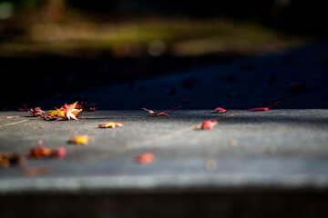 鎌倉2515　妙本寺4　落ち葉