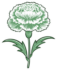 Exquisite green carnation flower illustration detailed botanical drawing with lush petals and leaves