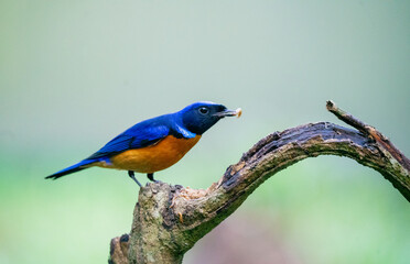 Obraz premium Rufous Bellied Niltava Perching Calmly