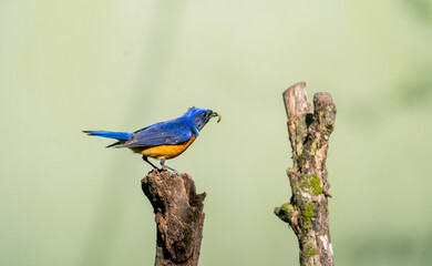 Obraz premium Rufous Bellied Niltava Perching Calmly