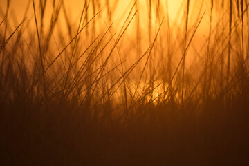 Close up seagrasses at dusk