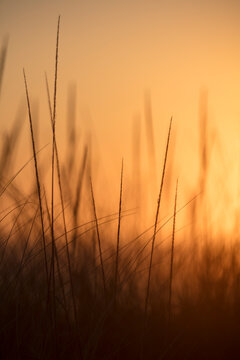 Close up seagrasses at dusk