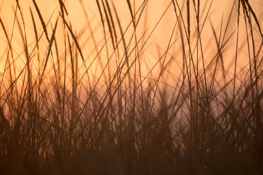 Close up seagrasses at dusk