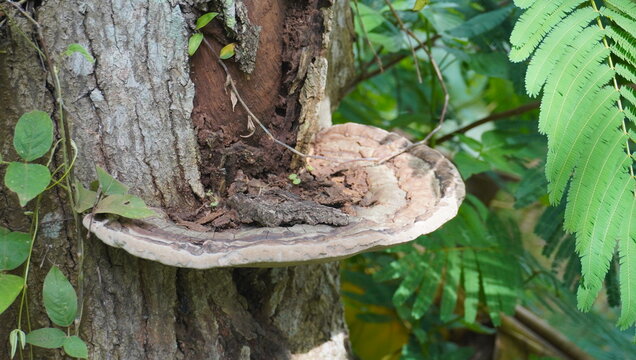 Bracket fungus that grows on dead trees