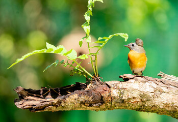 Obraz premium Hill Blue Flycatcher Female Perching