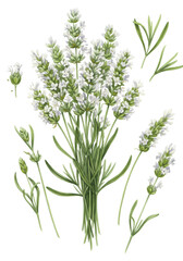 Detailed watercolor illustration of a white lavender bouquet and stems with delicate petals on a transparent background, copy space. Concept of botanical purity and elegance