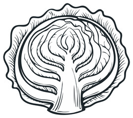 Hand drawn vector illustration of a cut cabbage in a vintage monochrome engraving style
