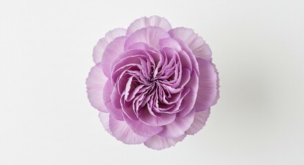 柔らかな光が淡い紫色のカーネーションの繊細な花びらを優しく照らす白い背景. AI Generated