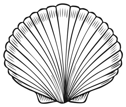 Scallop shell line art illustration black and white vintage style graphic