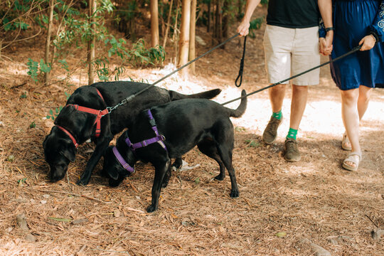 Anonymous couple walking dogs in forest trail