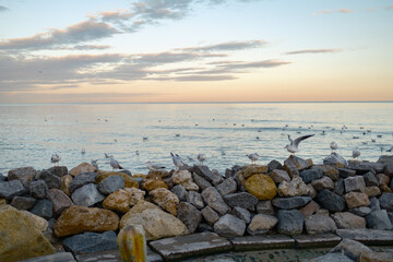 seagulls on rocks by the sea