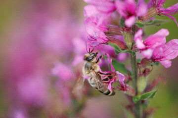 Honey Bee foraging on Purple Loosestrife Flower